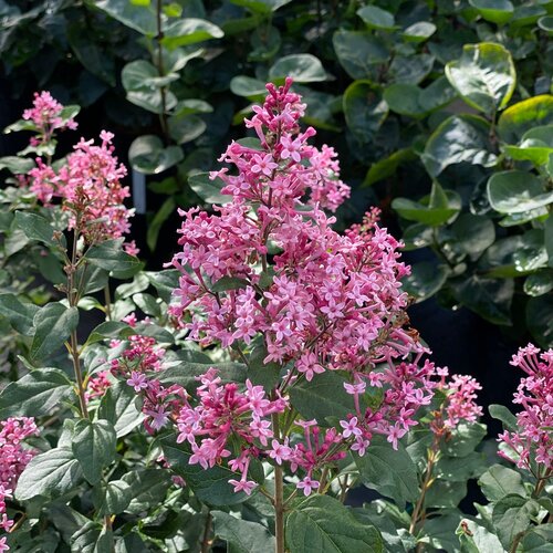 Lilac Bloomerang Ballet | Photo courtesy of Proven Winners - www.provenwinners.com