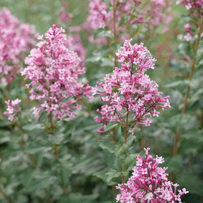 Lilac Bloomerang Ballet | Photo courtesy of Proven Winners - www.provenwinners.com