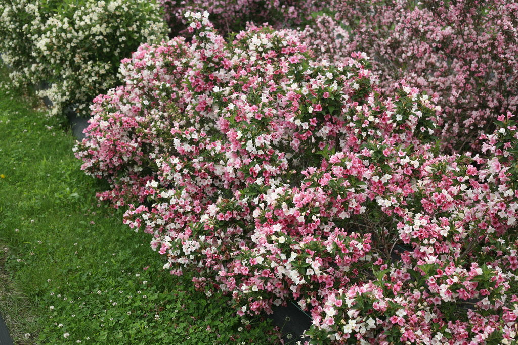 Weigela Czechmark Trilogy® Photo Courtesy of Proven Winners -& www.provenwinners.com.