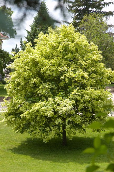Variegated Norway maple photo courtesy of Bailey Nurseries