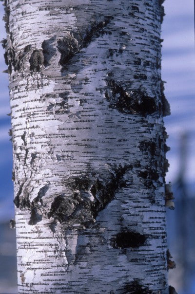 bark of Whitespire Birch Clump