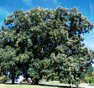 Bur oak Photo courtesy Bailey Nurseries, Inc