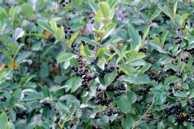 Chokeberry Glossy Black berries