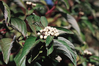 Dogwood Red Twig white berries photo courtesy from Bailey Nurseries