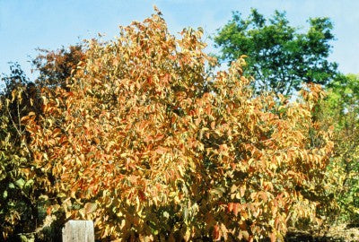 American hazelnut fall foliage photo courtesy of Bailey Nurseries