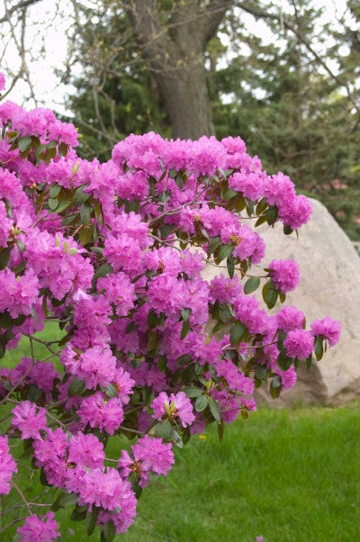 Rhododendron P.J.M. photo courtesy of Bailey Nurseries