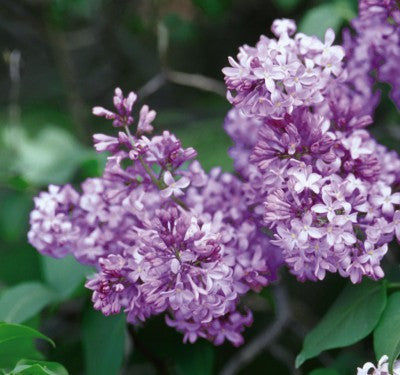 Lilac Common Purple flower photo courtesy of Bailey Nurseries