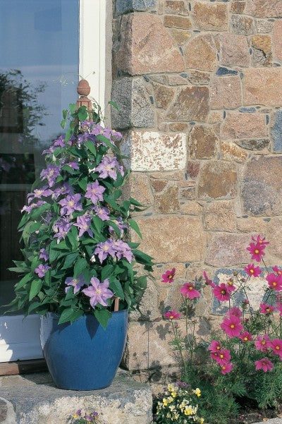 Clematis Will Goodwin photo courtesy of Bailey Nurseries, Inc