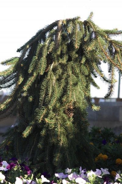 Spruce Norway Weeping photo courtesy of Bailey Nurseries