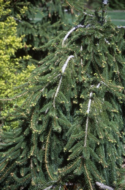 Spruce Norway Weeping photo courtesy of Bailey Nurseries