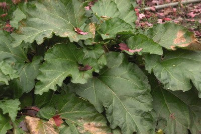 Rhubarb Valentine 