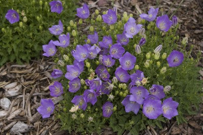Campanula-Blue clips photo courtesy of Bailey Nurseries