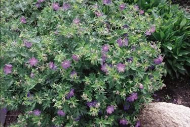Johnson's Blue Geranium Photo courtesy of Bailey Nurseries Inc