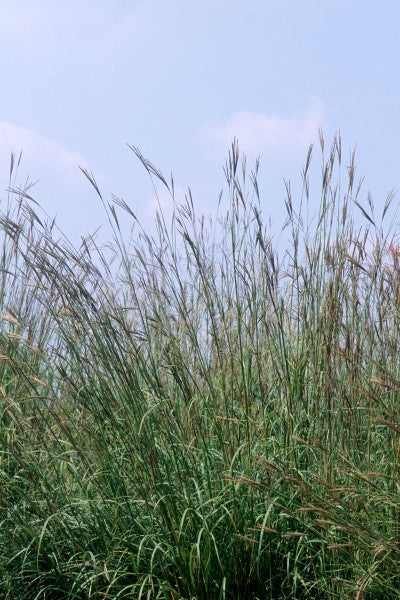  Grass-Big Bluestem Photo courtesy Bailey Nurseries, In