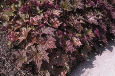 Palace Purple coral bells photo courtesy of Bailey nurseries