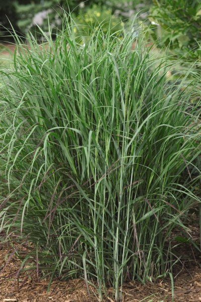 Grass-Panicum virgatum 'Shenandoah' Photo courtesy of Bailey Nurseries