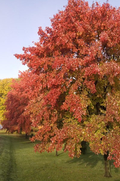 Sienna Glen Maple Photo courtesy Bailey Nurseries, Inc