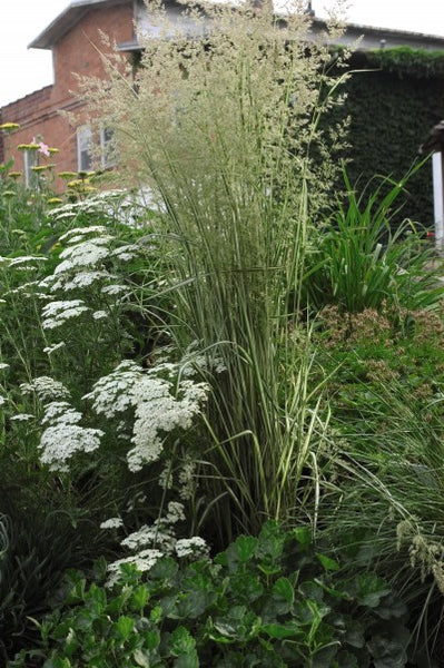 Grass-Avalanche Feather Reed Photo courtesy Bailey Nurseries, Inc