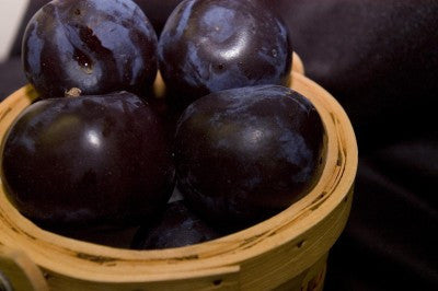 Plum Black Ice, Plum Black Ice, 10 gallon photo courtesy of Bailey Nurseries