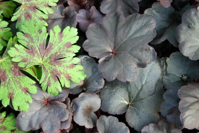 heuchera Obsidian Photo courtesy of Bailey Nurseries