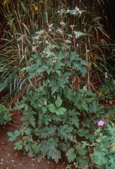 Anemone vitifolia 'Robustissima' Photo courtesy Bailey Nurseries, Inc
