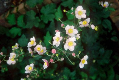 Anemone vitifolia 'Robustissima' Photo courtesy Bailey Nurseries, Inc 