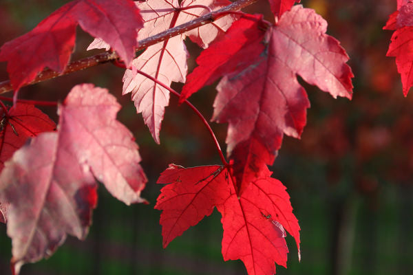 Maple Redpointe® Photo credit & courtesy Bailey Nurseries, Inc.