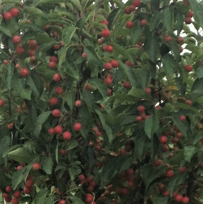 Crabapple-Adirondack red berries