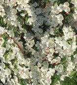 Crabapple-Adirondack white flowers