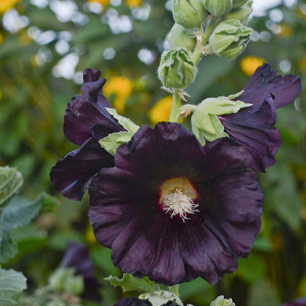 Alcea rosea 'Blacknight' Photo credit & courtesy of Walters Gardens Inc.