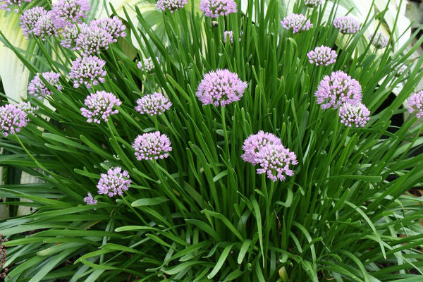 allium lavender bubbles plants Allium Lavender Bubbles For Sale