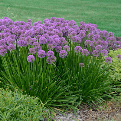 Allium Millenium Photo courtesy of Walters Gardens