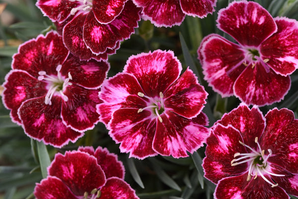 Dianthus 'Ruby Glitter' Photo credit & courtesy of “Star® Roses and Plants”.
