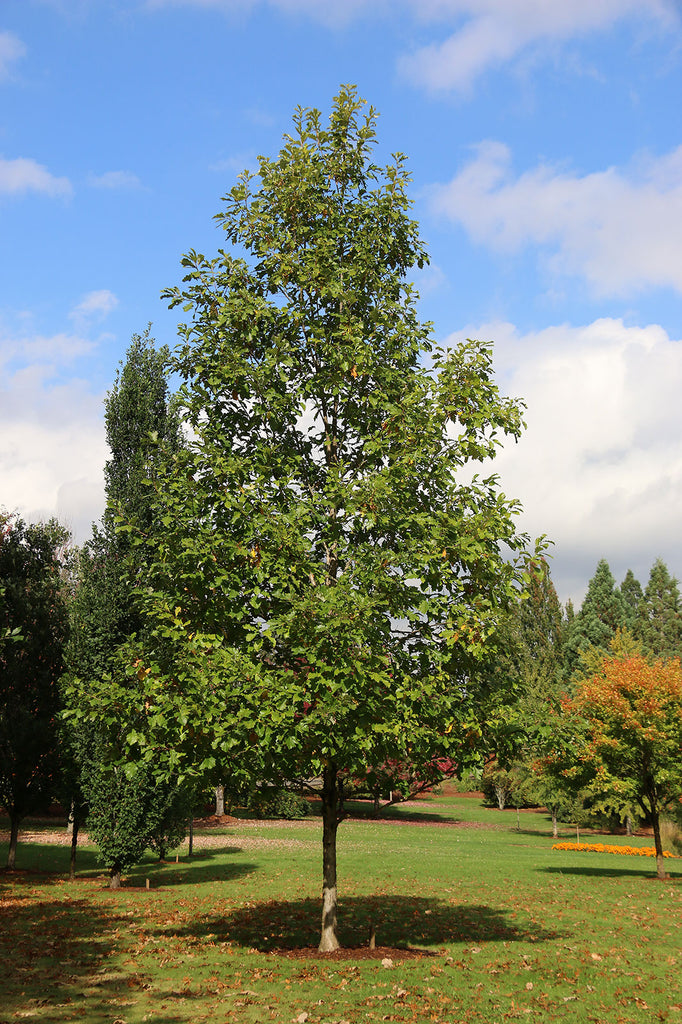 American Dream Oak For Sale | Shop Stuart's-Photo courtesy and credit of J. Frank Schmidt & Son 