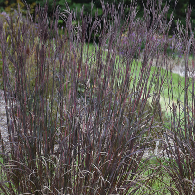 Andropogon gerardi "Blackhawks" Photo courtesy of Walters Gardens