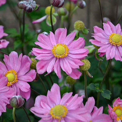 Anemone 'Curtain Call Pink' Photo credit & courtesy of Walters Gardens, Inc.