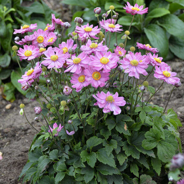 Anemone 'Curtain Call Pink' Photo credit & courtesy of Walters Gardens, Inc.
