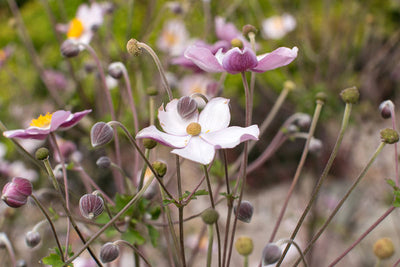 Anemone vitifolia 'Robustissima' Photo courtesy Bailey Nurseries, Inc