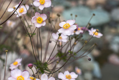 Anemone vitifolia 'Robustissima' Photo courtesy Bailey Nurseries, Inc
