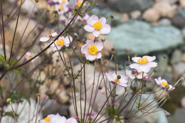 Anemone vitifolia 'Robustissima' Photo courtesy Bailey Nurseries, Inc
