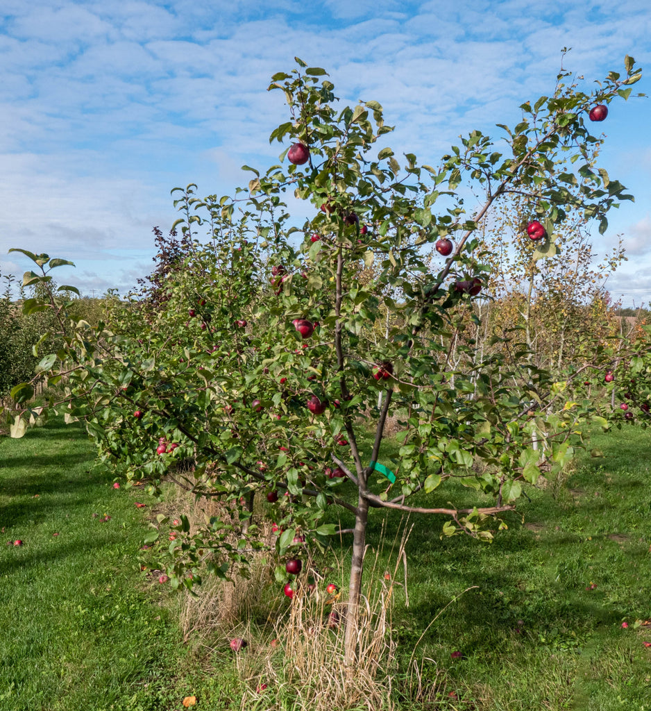 McIntosh Apple Tree