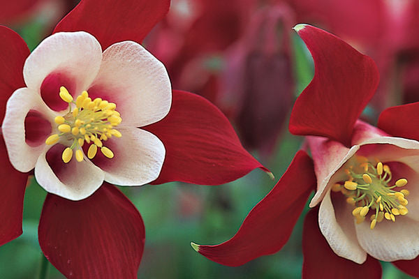 Aquilegia Kirigami Red and White For Sale | Shop Stuart's
