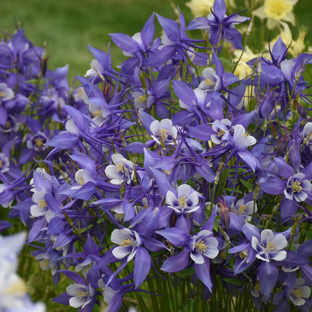 Aquilegia 'Kirigami blue and white' Photo credit and courtesy of Walters Gardesn