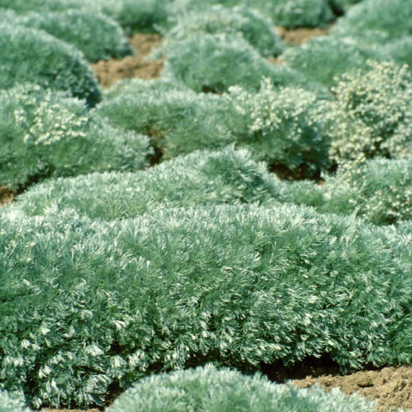 Artemisia 'Silver mound' Photo credit & courtesy of Walters Gardens Inc.