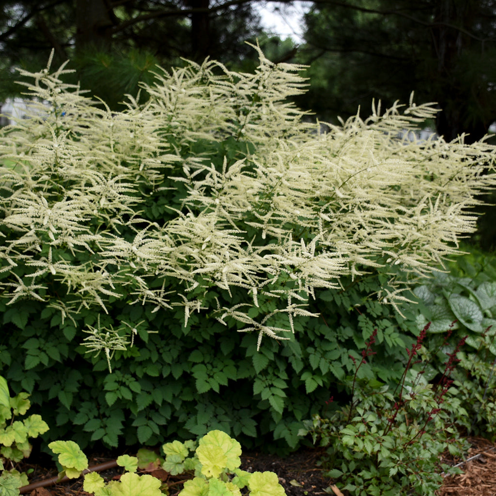 Aruncus Chantilly Lace Photo courtesy and credit of Walters Gardens