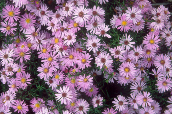 Aster Wood's Pink Photo courtesy of Bailey Nursery