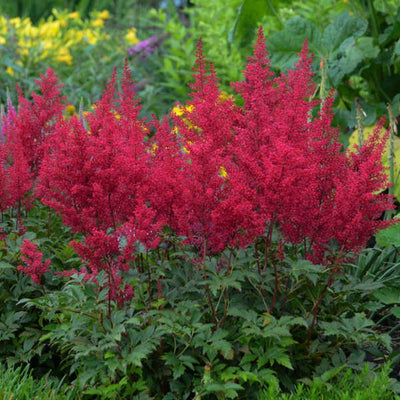 Astilbe Red Sentinel | Photo credit & courtesy of Walters Gardens, Inc.