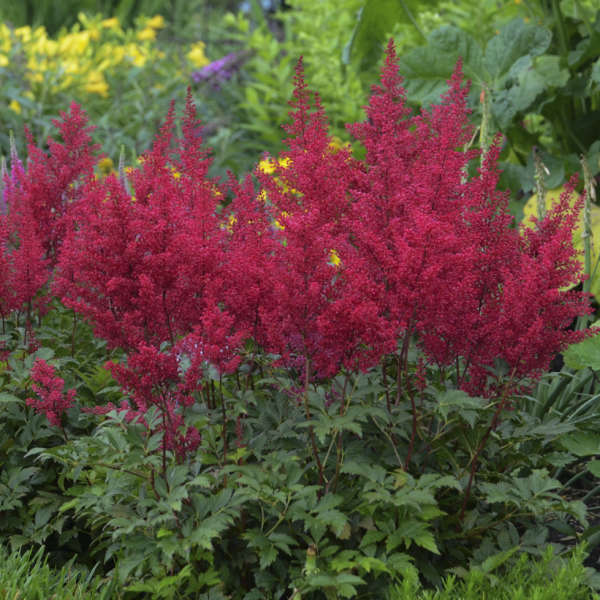 Astilbe Red Sentinel | Photo credit & courtesy of Walters Gardens, Inc.