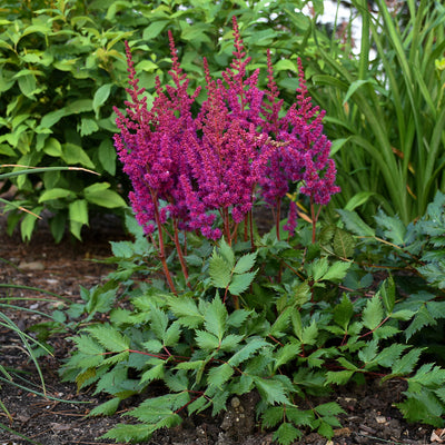 Astilbe 'Visions in Red' Photo courtesy of Walters gardens