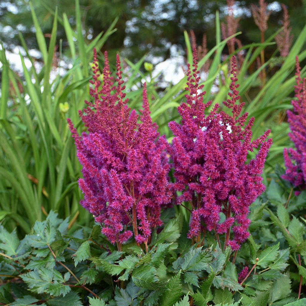 Astilbe 'Visions in Red' Photo courtesy of Walters gardens